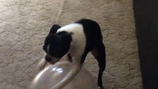 Boston Terrier uses ball to walk in reverse
