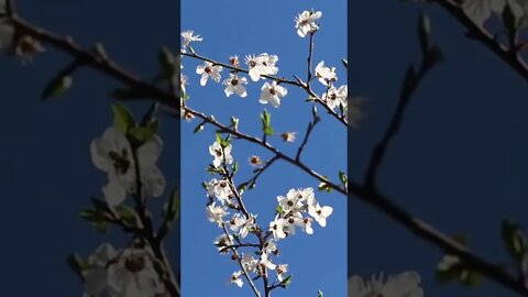 Música oriental tradicional