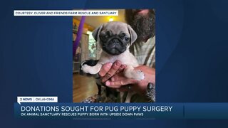 Oklahoma animal sanctuary looking for help with pug puppy