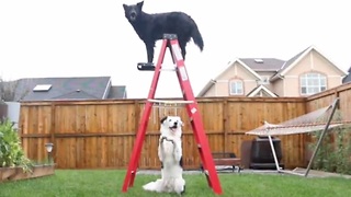 Champion Dog Can Perform More Than Over Sixty Tricks