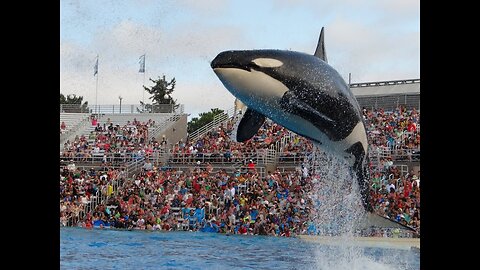 The Complete "One Ocean" Shamu Show at SeaWorld| Best Video