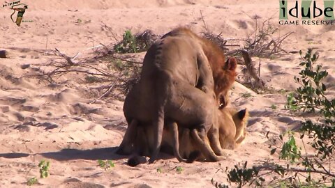 WILDlife: Lions Pairing After A Fight