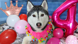 Happy Birthday Kira The Husky 🎂 4 Years Old!