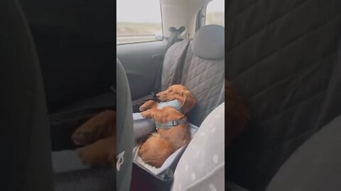 🐕Dachshund -My Happy Place - The Car🐾