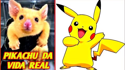 PIKACHU EXISTE E VIVE NA AUSTRÁLIA. #megadesafios #pikachu