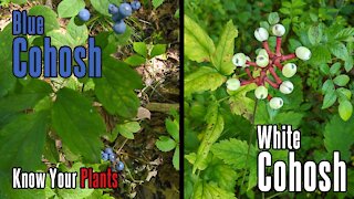 White Cohosh and Blue Cohosh | Know Your Plants and Learn About Your Land | Foraging in Pennsylvania