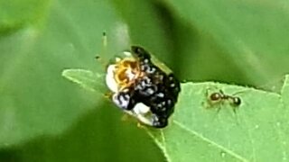 Clavate tortoise beetle..Plagiometriona clavata