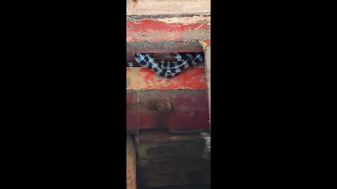 #seasnakephilippines - Deadly sea snake just a couple feet away !