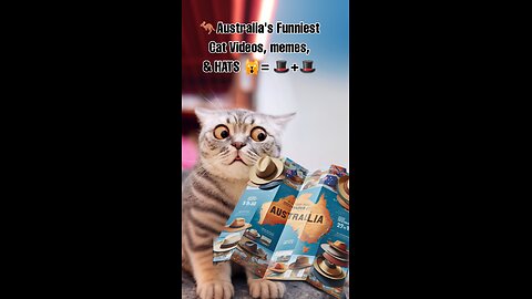 Australia's Funniest Cat Videos, Memes, & Hats