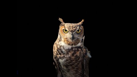 Chris Wyatt Reports | Night Owls LIVE on Rumble