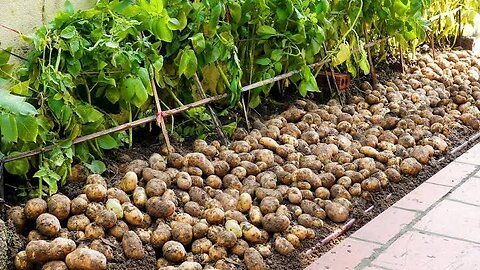How To Growing Potatoes at home, very easy and many tubers, big harvesting