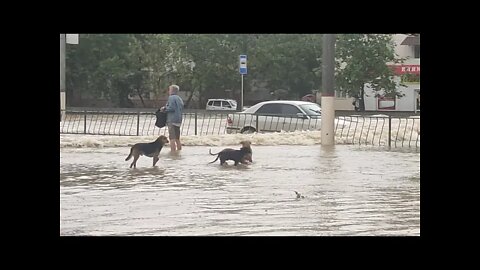 Dogs trying to navigate the flooding in Kerch Crimea