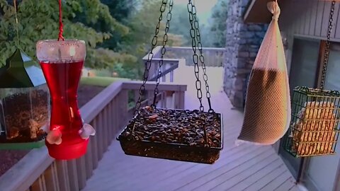 Live Bird Feeder in Asheville NC. In the mountains. Aug. 9 2021