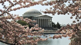 Annual Cherry Blossom Colors Show Mounting Effects Of Climate Change