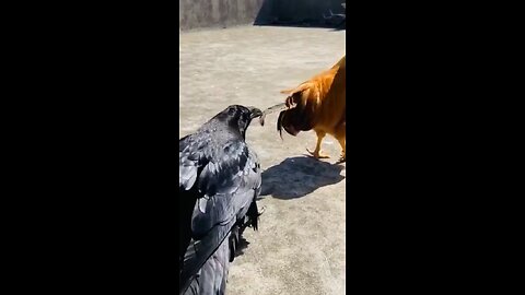 Crow vs Hen Fight - animal fight #animals #funny