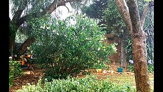 Australian Country Garden - Heavy Rainfall in Summer.