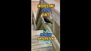 Interesting Crow Fact | Problem Anticipation #crow #birds #birding #bird #birdlovers #birdfreaks