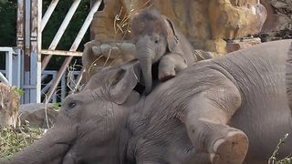 Adorable Baby Elephant Loves Climbing On Mom