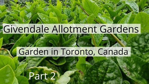 Growing Vegetables in Givendale Allotment Gardens in Toronto Canada | September Harvest, Part 2