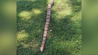 9-foot long Boa Constrictor found in Derby