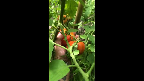 More Tomatoes