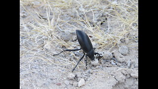 Wildlife Bros Episode 1 Armored Stink Beetle