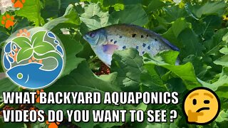 Backyard Aquaponics Video Suggestions? & Chilly Morning Update