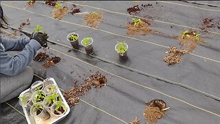 Planting Peppers and Small Tour