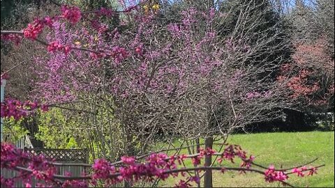 'Appalachian Red' Variety of Redbud, Cercis Canadensis