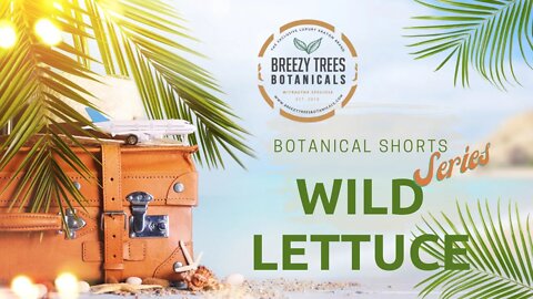 Wild Lettuce | Botanical Shorts Series