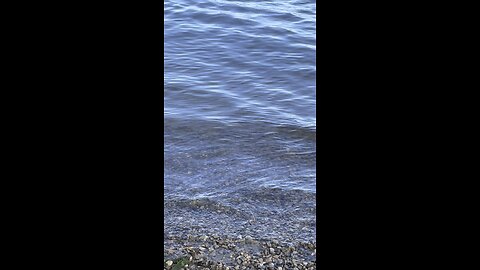 Shepard fetches stick in water