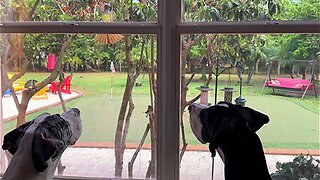 Great Danes are mesmerized by friendly flying bird