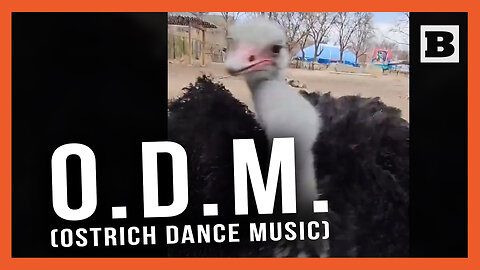 Ostrich Dance Party! Dusty the Ostrich Jams Out at the Denver Zoo