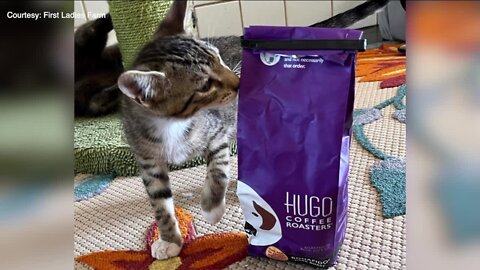 Animal rescue plans to combine cats and coffee