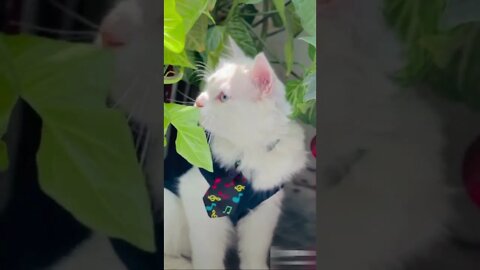 Cute and beautiful cat Funny cat video compilation #25