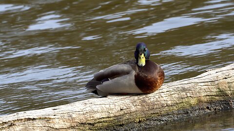 CatTV: Duck on Log