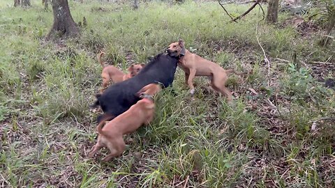 Hunting the Swamps of Florida with DOGS to catch HOGS!