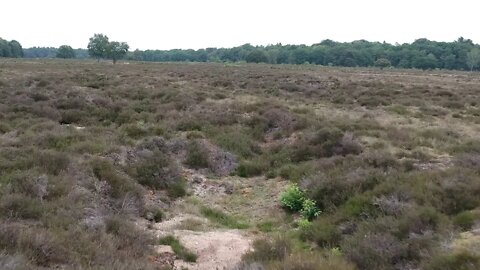 Dronebeelden van Larense heide