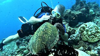 Friendly Hawksbill sea turtle begs for food from scuba diver