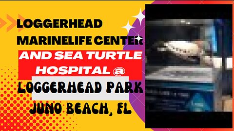Places to go: Loggerhead Marinelife Center, Juno Beach, FL