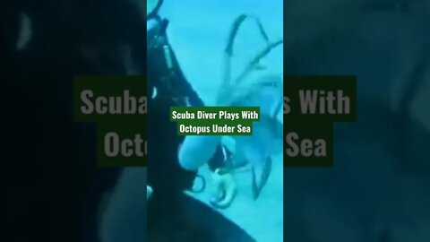 Scuba Diver Plays With Octopus Under Sea