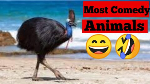 The most comedy and dangerous animals in the world|