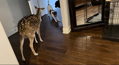 Dogs Let Deer Inside The Home
