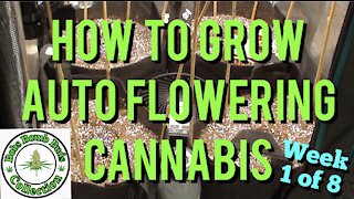 Auto Flowers, How To Grow Auto Flowering Cannabis. Sweet Tooth Week 1 of 8