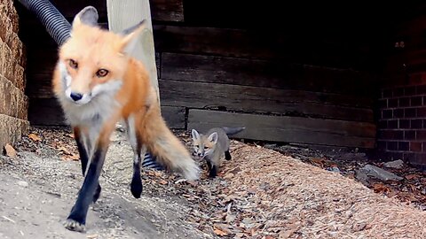 A Mother Fox Calls Her Pup Out of the Den