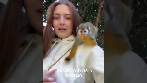 Japanese Monkey Feeding