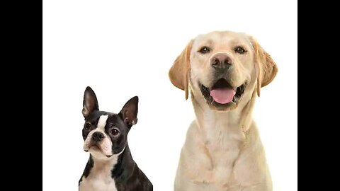 Labrador vs. Boston Terrier: Size, Temperament, and Personality Comparison 🐶📏🌟