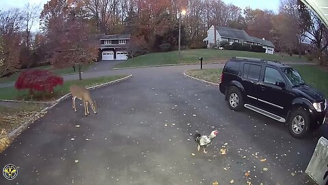 Security Camera Captures Unlikely Duel