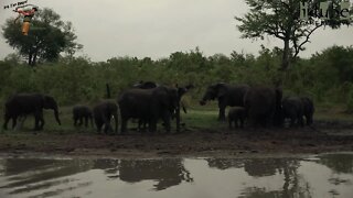 Elephants At Dusk