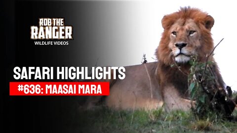 Safari Highlights #636: 15th September 2021 | Maasai Mara/Zebra Plains | Latest Wildlife Sightings